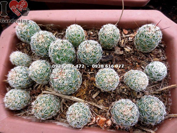 Cây Xương Rồng Giống (Ms: 13833)