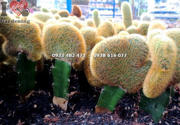Cây Xương Rồng Tai Tượng (Cao 12cm – Ms: 13834 )