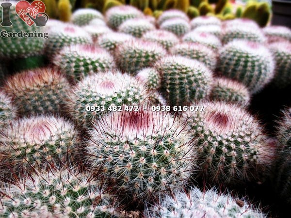 Cây Xương Rồng Bánh Sinh Nhật (Cao 12cm – Ms:13851 )
