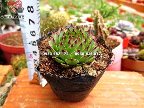 Cây Sen Đá Hồng Phấn Nhỏ ( Ms: 13852)
