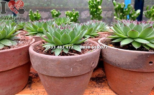 Cây Sen Đá Phật Bà Trung ( Cao 7cm – Ms: 13901)