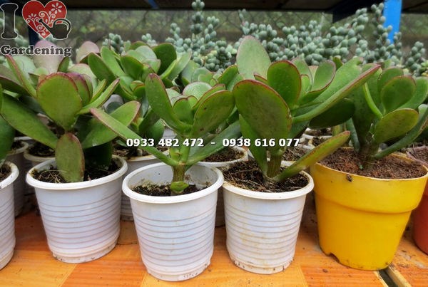 Cây Sen Đá Ngọc Bích Nhỏ (Ms:13877)
