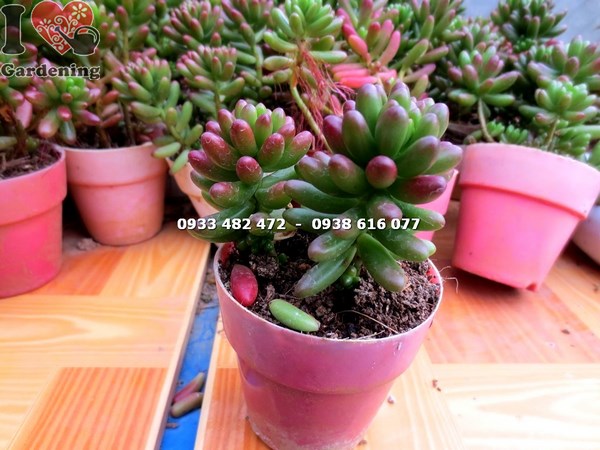 Cây Sen Đá Ngọc Thạch Nhỏ (Ms: 13902)