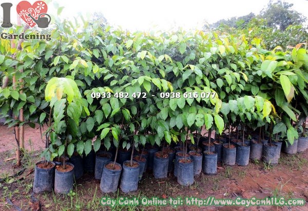 Cây Sao Đen Giống (Cao 1m4 – Ms: 17807 )