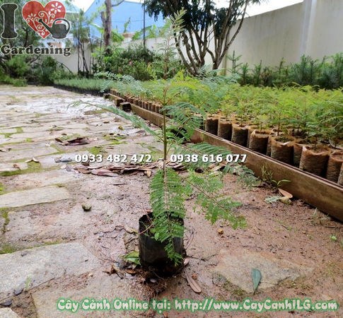 Cây Phượng Tím Giống (Cao 30cm – Ms:14773 )