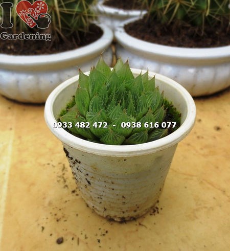 Cây Sen Đá Đuốc Nhỏ ( Ms:14128 )