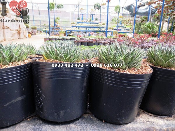 Cây Sen Đá Móng Rồng Pháp Lớn (Ms: 14183)