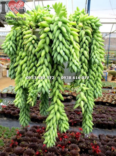 Cây Chuỗi Ngọc Bi Hạt Dài ( Ms: 14214)
