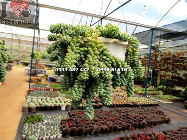 Cây Chuỗi Ngọc Bi Hạt Tròn (Ms: 14215 )