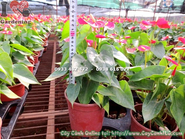 Cây Tiểu Hồng Môn Màu Hồng(Cao 30cm – Ms: 14208)
