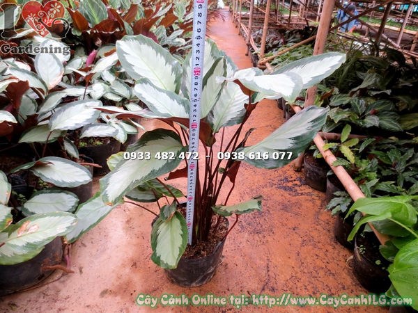 Cây Dong Vằn Lá Trắng Lớn Giống Mới (Cao 50cm – Ms: 16796)