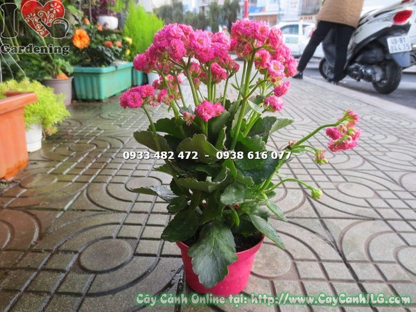 Cây Thuốc Bỏng Kép Hoa Hồng (Cao 25cm – Ms: 16865)