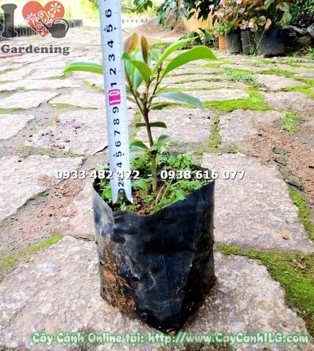 Cây Dạ Hợp Hương Giống Nhỏ (Cao 12cm – Ms: 16834 )