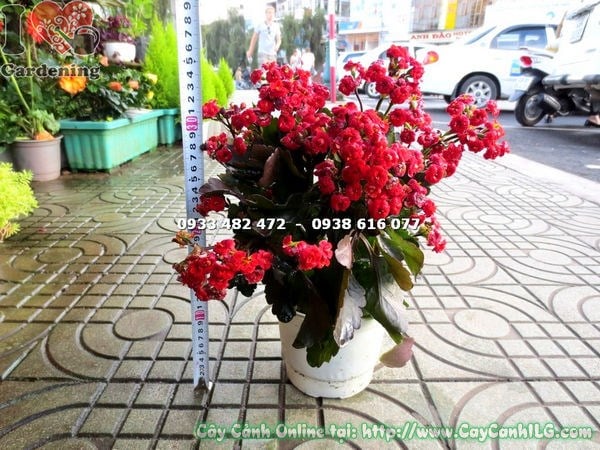 Cây Thuốc Bỏng Kép Hoa Đỏ Giống Mới (Cao 20cm – Ms: 16864)