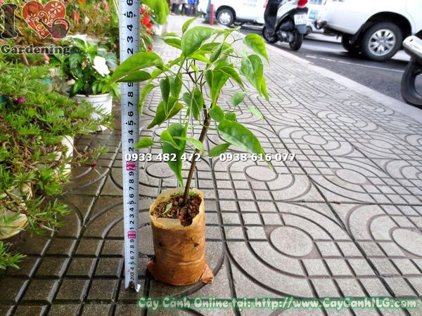 Cây Hoa Rạng Đông Giống (Cao 25cm – Ms: 16893)