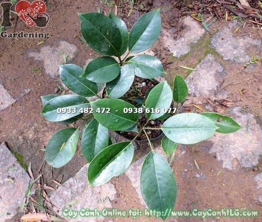 Cây Ngũ Gia Bì Đà Lạt Giống (Cao 30cm – Ms: 16872)