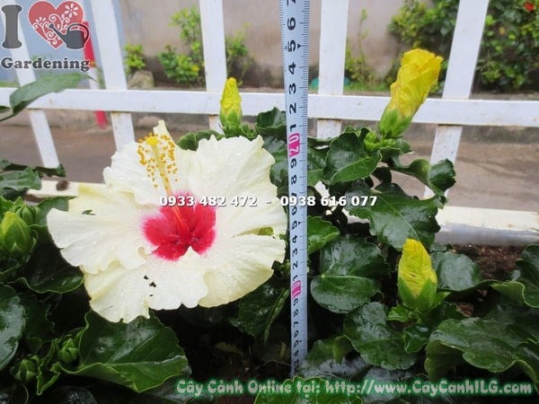 Cây Hoa Bông Bụp Thái Màu Trắng (Cao 20cm – Ms: 16927)