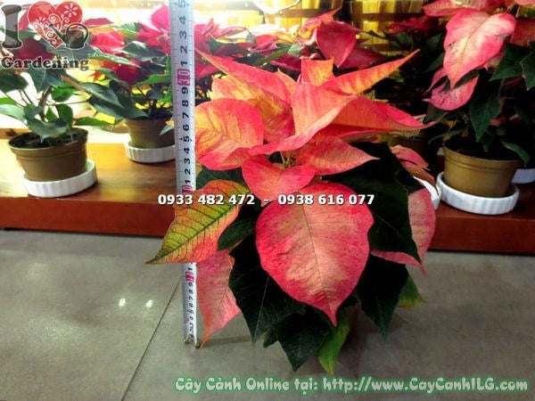 Cây Nhất Phẩm Hồng Giống Mới (Cao 20cm – Ms: 16954)