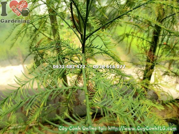 Cây Thông Nước Giống (Cao 80cm – Ms:16910 )