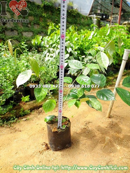 Cây Tỳ Bà Diệp Giống (Cao 40cm – Ms: 16955)