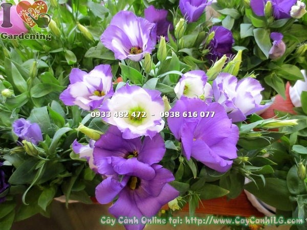 Cây Hoa Lan Tường Màu Tím (Cao 17cm – Ms: 16979)