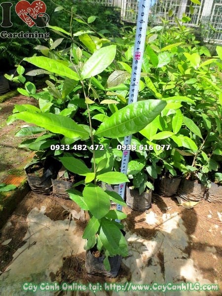 Cây Chim Xanh (Cao 50cm – Ms: 16956)