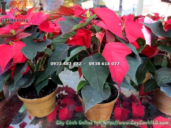 Cây Nhất Phẩm Hồng Chậu Nâu (Cao 20cm – Ms: 17028)