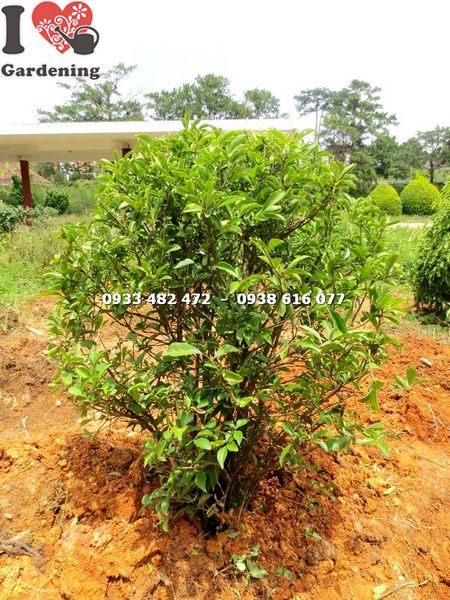 Cây Lài Hai Màu Cắt Tròn (Cao 1m – Ms: 17029)