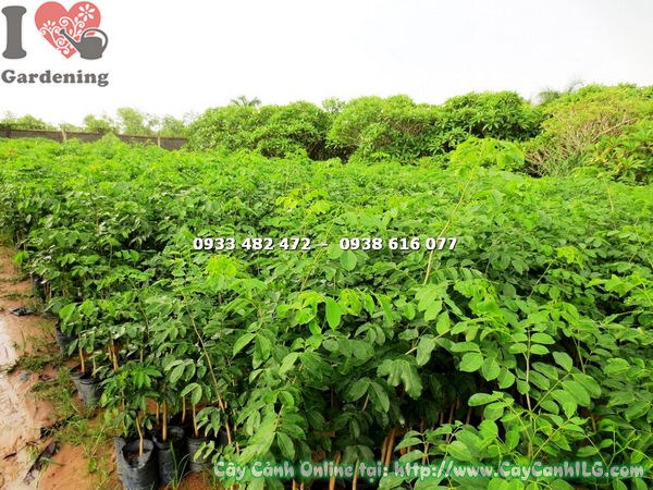 Cây Giáng Hương (Cao 1m4 – Ms: 17609)