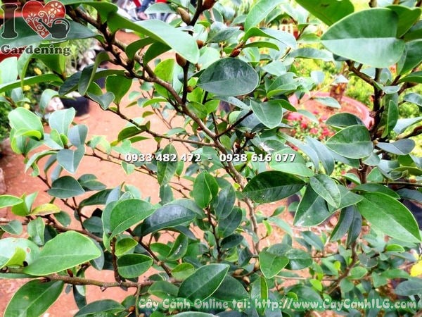 Cây Hàm Tiếu (Cao 1m – Ms: 17605)