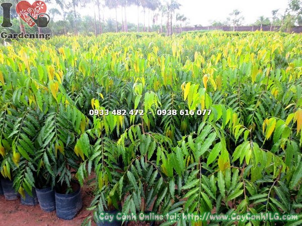 Cây Hoàng Nam (Cao 1m – Ms: 17635 )