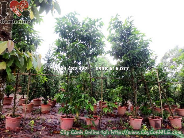 Cây Hoa Ngọc Lan Trắng (Cao 4m – Ms: 17634 )