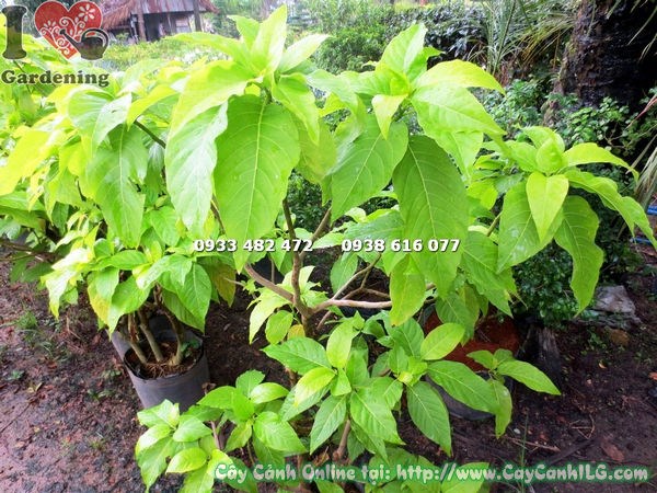 Cây Lá Trắng Lớn (Cao 1m7 – Ms: 17637)
