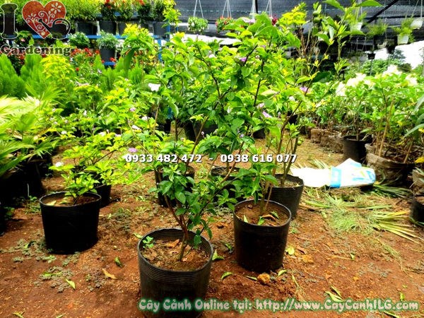 Cây Lài Nhật (Cao 70cm – Ms: 17673)