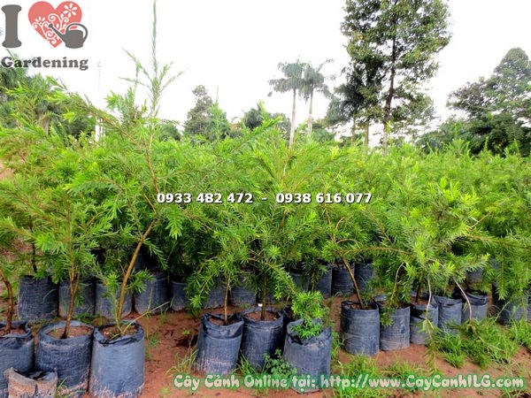 Cây Liễu Hoa Đỏ (Cao 1m2 – Ms:17674 )