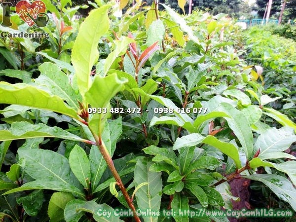 Cây Lộc Vừng (Cao 1m4 – Ms: 17698 )