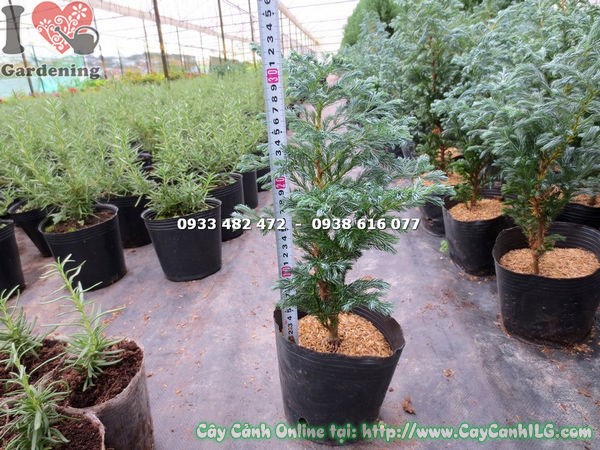 Cây Tuyết Tùng (Cao 30cm – Ms:13665 )
