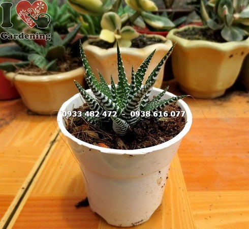 Cây Sen Đá Móng Rồng Nhỏ (Ms:13704 )