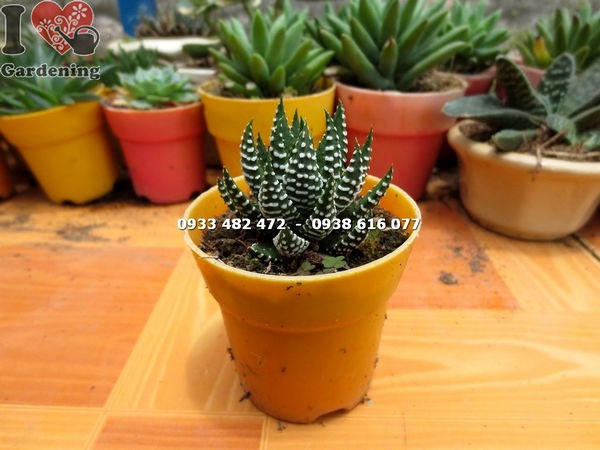 Cây Sen Đá Móng Rồng Mới Loại Nhỏ (Ms: 13705)