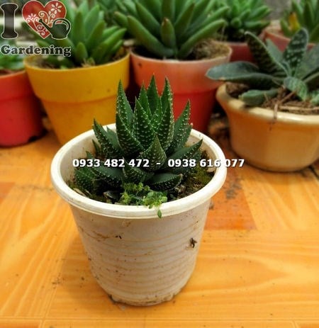 Cây Sen Đá Móng Rồng Xanh Nhỏ ( Ms: 13723)