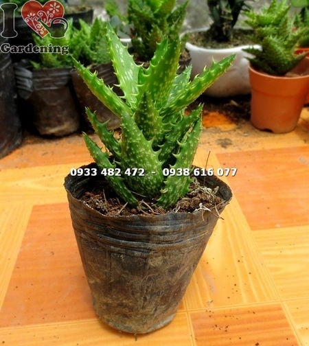 Cây Sen Đá Hàm Cá Mập Nhỏ ( Ms: 13746 )
