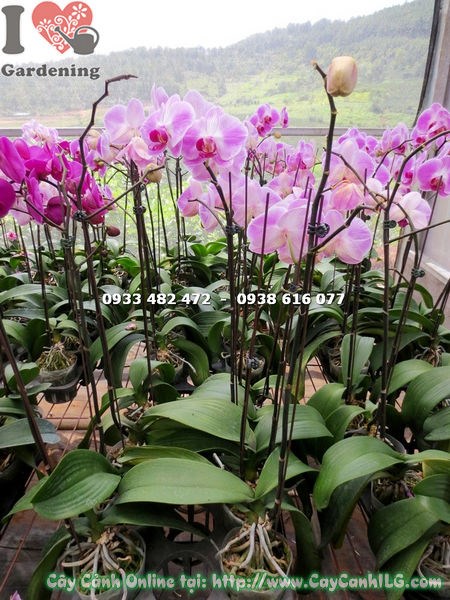 Cây Phong Lan Hồ Điệp Hoa Trắng Hồng (Ms: 14978)