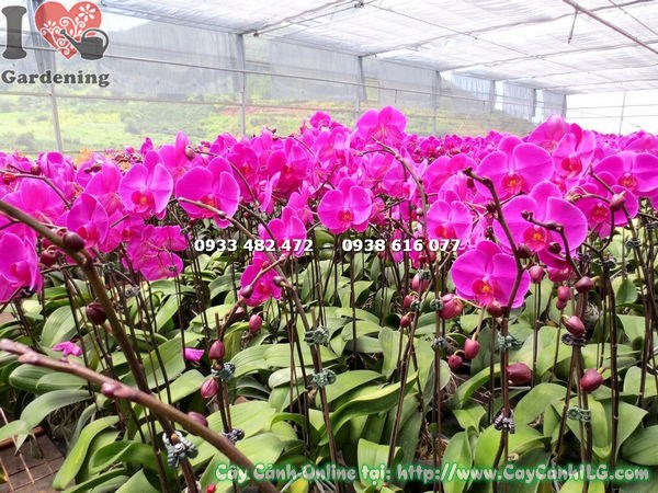 Cây Phong Lan Hồ Điệp Hoa Hồng (Ms: 14984)