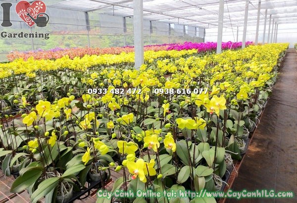 Cây Phong Lan Hồ Điệp Hoa Vàng (Ms: 14996)