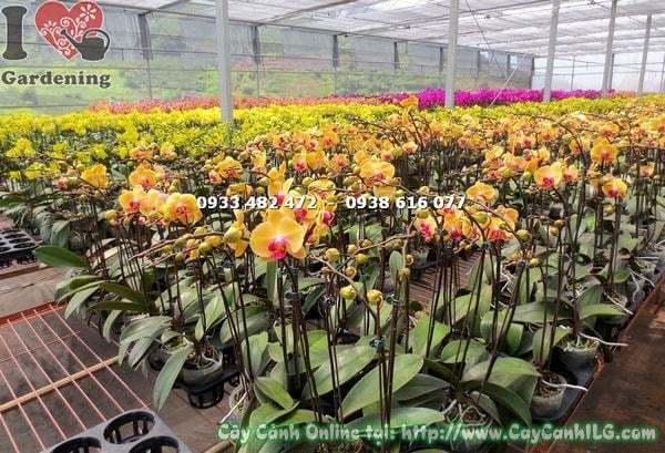 Cây Phong Lan Hồ Điệp Màu Vàng Cam (Ms: 14989)