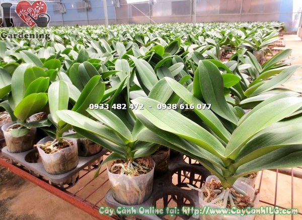 Cây Hoa Phong Lan Mãn Thiên Hồng (Ms:15003)