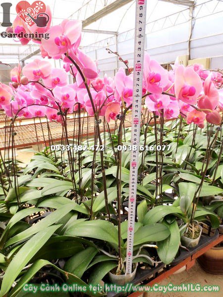 Cây Hoa Phong Lan Hồ Điệp Màu Hồng Phấn (Ms: 15031)