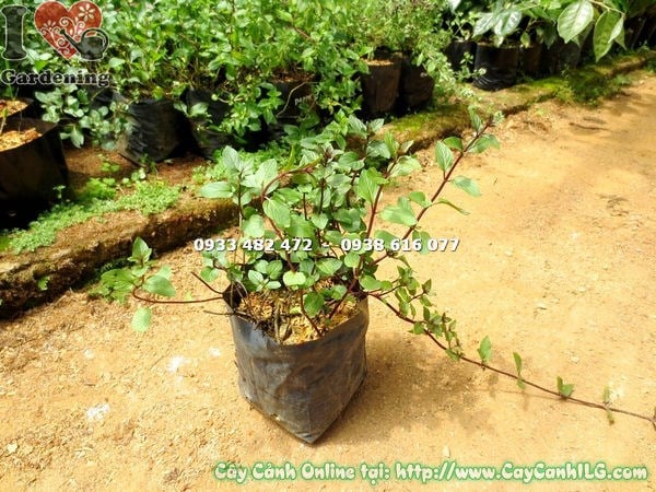 Cây Bạc Hà Pepper Mint (Cao 15cm – Ms: 15039)