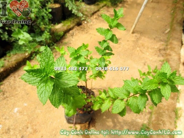 Cây Bạc Hà Chocolate Mint (Cao 30cm – Ms: 15040 )
