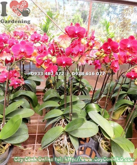 Cây Phong Lan Hồ Điệp Tia Chớp Đỏ (Ms: 15020)